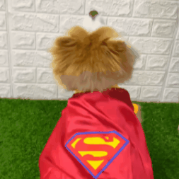 Disfraz tipo Superman para tu Mascota-Conviértelo en el héroe que siempre ha sido para ti 🐾